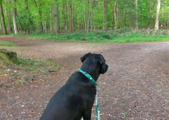 Waldblick By Interhome *